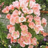 40+ Seeds Godetia Sybil Sherwood Seeds / Apricot Double Flower / Azaleaflora seeds (#G3)