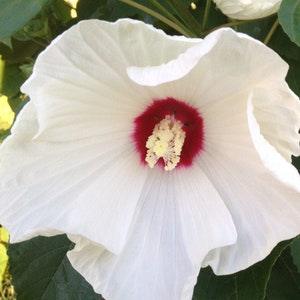 Hardy Hibiscus or Rose Mallow Southern Belle Seeds- Beautiful Perennial Blooms