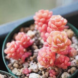 Spring Miracle, 10 Seeds, Sedum versadense, Rare Succulent Seeds, Very Tiny Seeds!