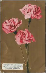 Albany New York NY Carnations The World is Filled With Flowers