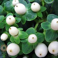 Hypericum Flower Delivery