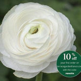 Ranunculus White corms for pots (Renoncule asiatique) | Tomer variety, beautiful compact perennial flowers, perfect bouquets, easy to grow