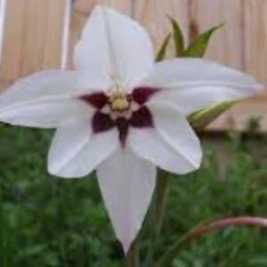 15 Peacock Orchid Bulbs Acidanthera Purple White Spring Bulbs!