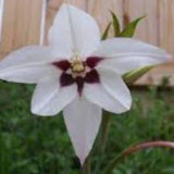 15 Peacock Orchid Bulbs Acidanthera Purple White Spring Bulbs!