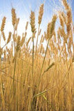 How to Harvest Wheat for Dried Arrangements Flower Delivery