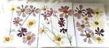 Cosmo Blooms Pressed 26 Multicolors Assorted Sizes Decoupage Crafts