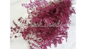 PRESERVED DYED FUSCHIA PINK CASPIA FLORAL FOLIAGE FILLER FLOWER