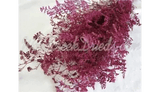 PRESERVED DYED FUSCHIA PINK CASPIA FLORAL FOLIAGE FILLER FLOWER
