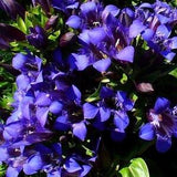 SUMMER GENTIAN SEPTEMFIDA Gentiana Perennial Cobalt Blue Ground Cover 20 Seeds