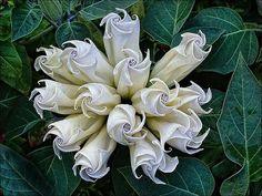 What do you need to know about the mysteriously beautiful Moonflower? Flower Delivery