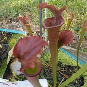 Carnivorous Plant Seeds Pitcher Plant Purple Lip Flytrap