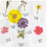 Natural Pressed Real Dried Plastic sealed DIY Bookmark Gift Easter...