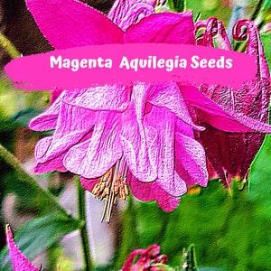 Aquilegia, Granny's Bonnet, Columbine  Magenta Pink Pink Flower Seeds