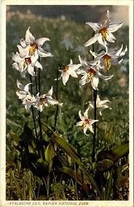 Avalanche Lily Rainier National Park Flower / Plant Postcard