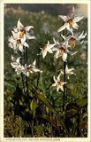 Avalanche Lily Rainier National Park Flower / Plant Postcard
