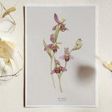Wild Bee Orchid Botanical Illustration Art Print, Wildflower Botanical Art, Flower Print, Plant Poster, Botany Home Decor, Natural History