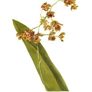 Original Vintage Wild Flowers of America botanical 2-sided print ??C Bee-swarm or Cowhorn Orchid & Night-smelling Epidendrum Flowering Plants