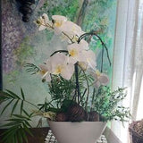 White orchid