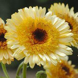 Kinglet Apricot Calendula seeds Flower Delivery