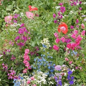 200 Pcs Partial Shade Wildflower Seed Mix--Includes Beautiful Annuals, Perennials and Biennials-FL661