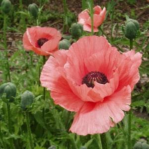 A1436 poppy pink giant poppy Poppy Ballerina 20 seeds Zaden Seeds