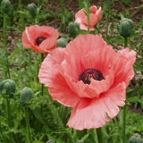 A1436 poppy pink giant poppy Poppy Ballerina 20 seeds Zaden Seeds