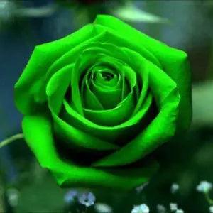 100 Bright Green Carnation Seeds Dianthus Flowers Seed Flower Perennial