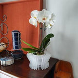 CORSET (small)-Orchid Planter-Succulent Planter-Small Size-Indoor-Outdoor-Hanging-Orchid Basket