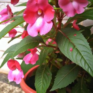 Balsam Tom Thumb Mixed Flower Seeds - 'Impatiens balsamina' - 50 Seeds