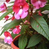 Balsam Tom Thumb Mixed Flower Seeds - 'Impatiens balsamina' - 50 Seeds