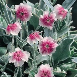 25 seeds rare ROSE CAMPION Angel??s Blush (Lychnis coronaria)
