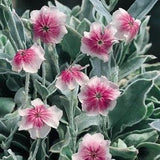 25 seeds rare ROSE CAMPION Angel??s Blush (Lychnis coronaria)