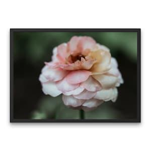 Butterfly Ranunculus