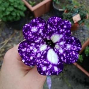 No 24 Purple Petunias 10 Seeds Seeds Petunia Zaden purple Plants