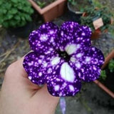 No 24 Purple Petunias 10 Seeds Seeds Petunia Zaden purple Plants