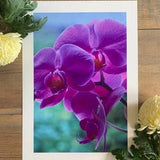 Moth Orchid : A3 gicl???e art print, gloss finish / botanical photography