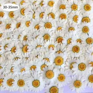 108Pcs Real Natural Dried Pressed Flowers For Resin Jewelry Nail Stickers Crafts