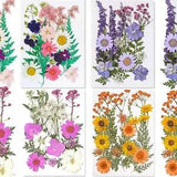 Pressed Flowers, Dried Pressed Flower for Resin Mold Real Pressed Flowers Dry Le