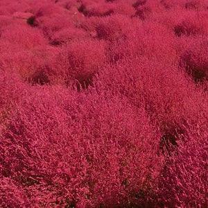 50 Seeds-Burning Bush Seeds-Kochia Scoparai Seeds-J037- Bassia scoparia-Oval Shaped Color Changing  Annual Beauty