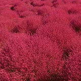 50 Seeds-Burning Bush Seeds-Kochia Scoparai Seeds-J037- Bassia scoparia-Oval Shaped Color Changing  Annual Beauty