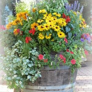 Summer flowers mix seeds - code 31