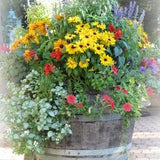 Summer flowers mix seeds - code 31