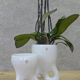 Set of 2 Ceramic Planters / Unique Orchid Pot / Plant Pots / Handmade Planters / White Ceramic