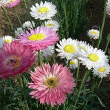 50  ACROCLINIUM GRANDIFLORUM MIX, Helipterum Roseum  Flower Seeds.