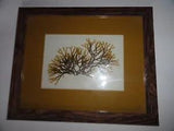 DICTYOTA DICHOTOMA Pressed Seaweed Art - Collected In Key Biscayne FL on 1975.