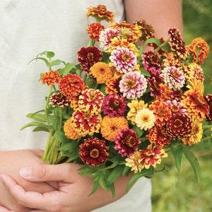 Jazzy Mix Zinnia / Zinnia Seed / 25+ Seeds(#93)B