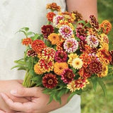 Jazzy Mix Zinnia / Zinnia Seed / 25+ Seeds(#93)B