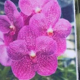 Orchid Vanda Pachara Rosa Diamond Tropical Hanging Plants