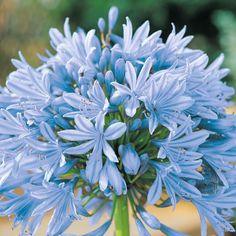 Lily of the Nile. From Google search Flower Delivery