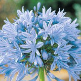 Lily of the Nile. From Google search Flower Delivery